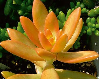 Golden Sedum/Stonecrop/Succulent plant/succulents/indoor plant/succulent arrangement/live plants/cactus/succulent wedding
