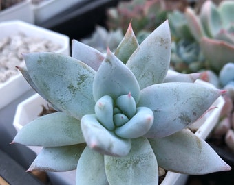 Echeveria Mexican Giant/live succulent/succulent/live plant/succulents/succulent plant/Succulent arrangement/Succulent garden