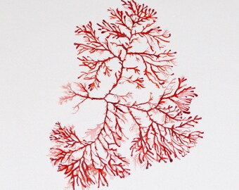 Acuarela original- Acuarela alga marina roja- Arte botánico- Decoración de interiores- Arte para regalar