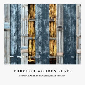 à travers les lattes de bois – Impression photo Kentucky Tobacco Barn | Art mural ferme rustique | Photo d'art des Appalaches