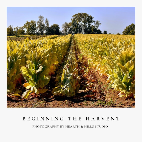 Beginning the Harvest – Appalachian Tobacco Field Photography Print |  Rustic Farm Landscape Wall Art | Golden Kentucky Countryside Photo
