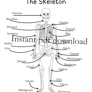 Skeleton Halloween bone anatomy activity