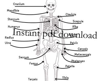Skeleton Halloween Bone Anatomy Activity - Etsy