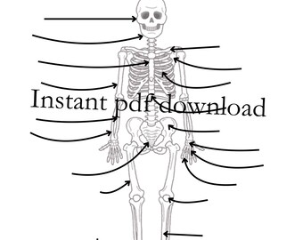Skeleton Halloween Bone Anatomy Activity - Etsy