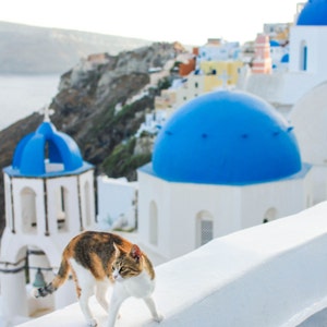 Cats of Oia, Santorini | Greece Photography