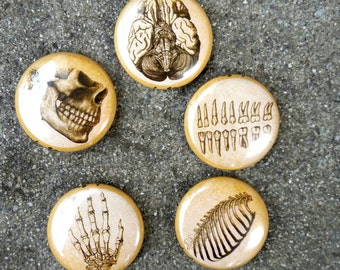 Anatomy 1 inch pin set| Buttons | Skulls| Science| Health| Med School| Biology| Teeth| Brain| Button Set| Pins| Accessories|