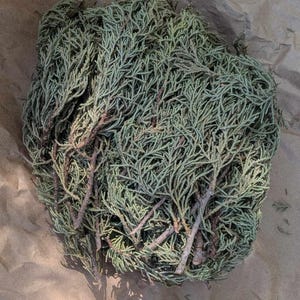 Juniperus Deppeana leaves-  dried