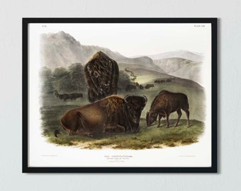 Audubon American Bison Print: Vintage Western Decor