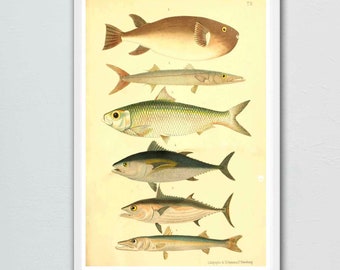 Vintage Fish Species Print: Coastal Ocean Wall Art