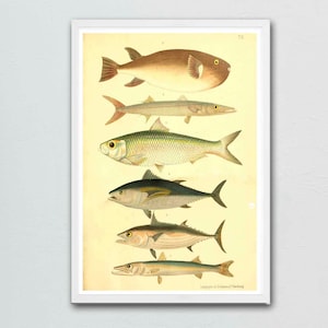 Vintage Fish Species Print: Coastal Ocean Wall Art