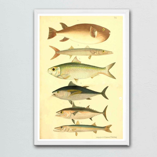 Fish Species Poster - Etsy