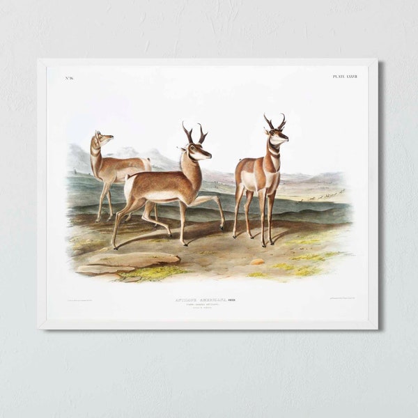 Pronghorn Antelope Print by John James Audubon - Reproduction of 1800s Lithograph - Vintage Wildlife Print - Montana Art -  Western Fine Art