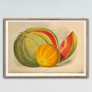 Vintage Melon Print: Cantaloupe & Watermelon Botanical Art