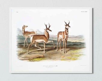 Audubon Pronghorn Antelope Print: Vintage Montana Wildlife Art
