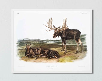 Moose Art Print - Reproduction of 1800s Audubon Lithograph - Hunting Lodge Wall Art - Vintage Hunting Poster - Gift for Dad - Alaska Gift