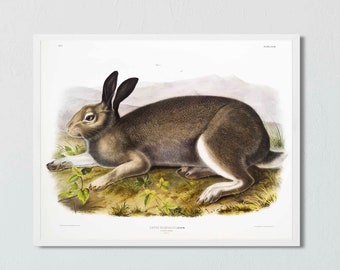 Audubon Arctic Hare Print: Vintage Natural History Rabbit Art