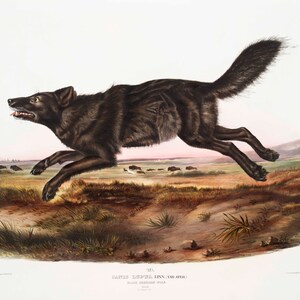 Pode incluir: Uma ilustra&ccedil;&atilde;o detalhada de um lobo negro correndo por um campo de grama. O lobo &eacute; retratado em um estilo realista com um olhar agu&ccedil;ado e concentrado. O fundo apresenta uma paisagem distante com um toque de rosa no c&eacute;u.