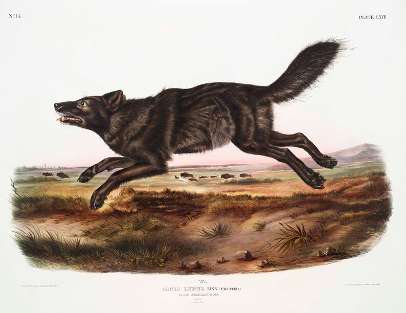 Pode incluir: Uma ilustra&ccedil;&atilde;o detalhada de um lobo negro correndo por um campo de grama. O lobo &eacute; retratado em um estilo realista com um olhar agu&ccedil;ado e concentrado. O fundo apresenta uma paisagem distante com um toque de rosa no c&eacute;u.