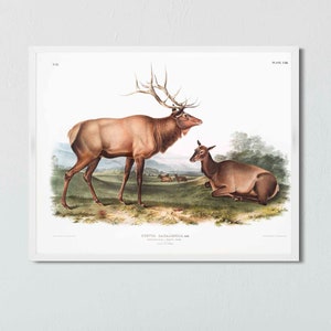 May include: A vintage illustration of a male and female elk, or wapiti, standing in a grassy field. The male elk has large antlers and a brown coat. The female elk is lying down and has a smaller, more slender build. The illustration is in a classic style with detailed brushstrokes and a white background.