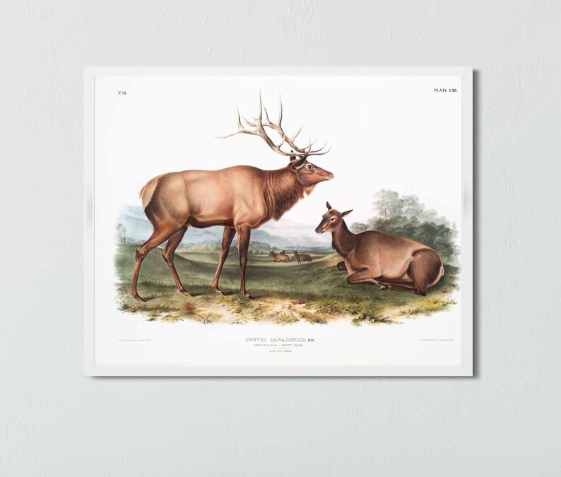 May include: A vintage illustration of a male and female elk, or wapiti, standing in a grassy field. The male elk has large antlers and a brown coat. The female elk is lying down and has a smaller, more slender build. The illustration is in a classic style with detailed brushstrokes and a white background.
