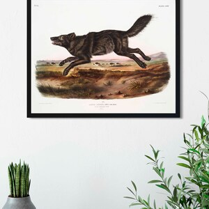 Pode incluir: Uma ilustra&ccedil;&atilde;o vintage de um lobo negro correndo atrav&eacute;s de uma plan&iacute;cie coberta de grama. O lobo &eacute; retratado em detalhes, com sua pelagem, dentes e garras vis&iacute;veis. O fundo apresenta um rebanho de bis&otilde;es &agrave; dist&acirc;ncia. A ilustra&ccedil;&atilde;o &eacute; intitulada "Canis Lupus, o Lobo" e &eacute; etiquetada como "Placa 102".