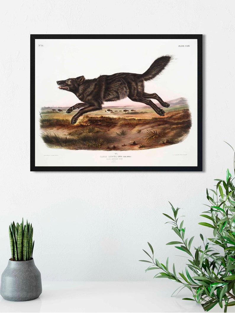 Pode incluir: Uma ilustra&ccedil;&atilde;o vintage de um lobo negro correndo atrav&eacute;s de uma plan&iacute;cie coberta de grama. O lobo &eacute; retratado em detalhes, com sua pelagem, dentes e garras vis&iacute;veis. O fundo apresenta um rebanho de bis&otilde;es &agrave; dist&acirc;ncia. A ilustra&ccedil;&atilde;o &eacute; intitulada "Canis Lupus, o Lobo" e &eacute; etiquetada como "Placa 102".