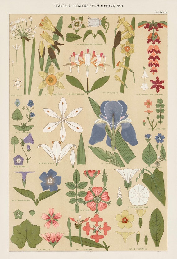 Flower Species Chart