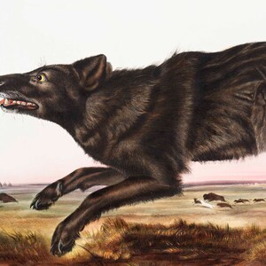 Pode incluir: Um lobo preto correndo por um campo com um rebanho de bis&otilde;es ao fundo. O lobo est&aacute; em plena corrida, com a boca aberta e a l&iacute;ngua de fora. Os bis&otilde;es est&atilde;o &agrave; dist&acirc;ncia, e o campo est&aacute; coberto de grama alta.