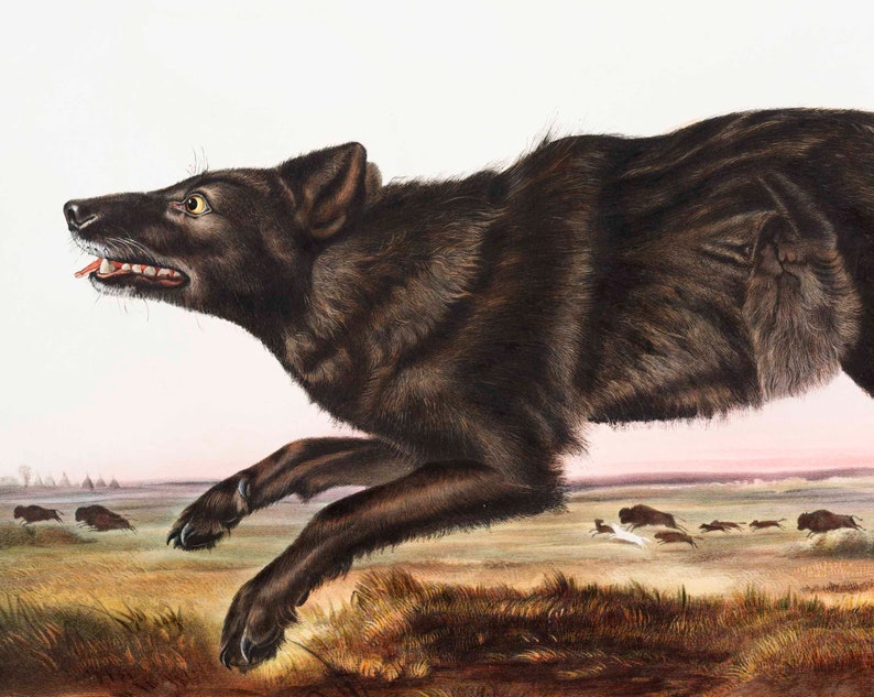 Pode incluir: Um lobo preto correndo por um campo com um rebanho de bis&otilde;es ao fundo. O lobo est&aacute; em plena corrida, com a boca aberta e a l&iacute;ngua de fora. Os bis&otilde;es est&atilde;o &agrave; dist&acirc;ncia, e o campo est&aacute; coberto de grama alta.