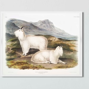 Mountain Goats Vintage Style Giclee Print - Reproduction of Audubon Quadrupeds of North America Original Painting - Mountain Wildlife Fauna