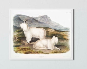 Mountain Goats Vintage Style Giclee Print - Reproduction of Audubon Quadrupeds of North America Original Painting - Mountain Wildlife Fauna