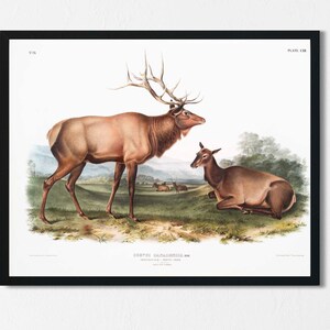 May include: A vintage illustration of an elk and a doe. The elk is standing on a grassy field with its antlers raised. The doe is lying down in the grass. The illustration is in a black frame and has the text "Cervus Canadensis, Elk.  American Elk - Wapiti Deer.  Male and Female." at the bottom.