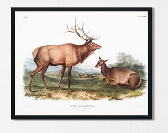 Audubon Elk Print: Vintage Wildlife Art, Hunting Decor