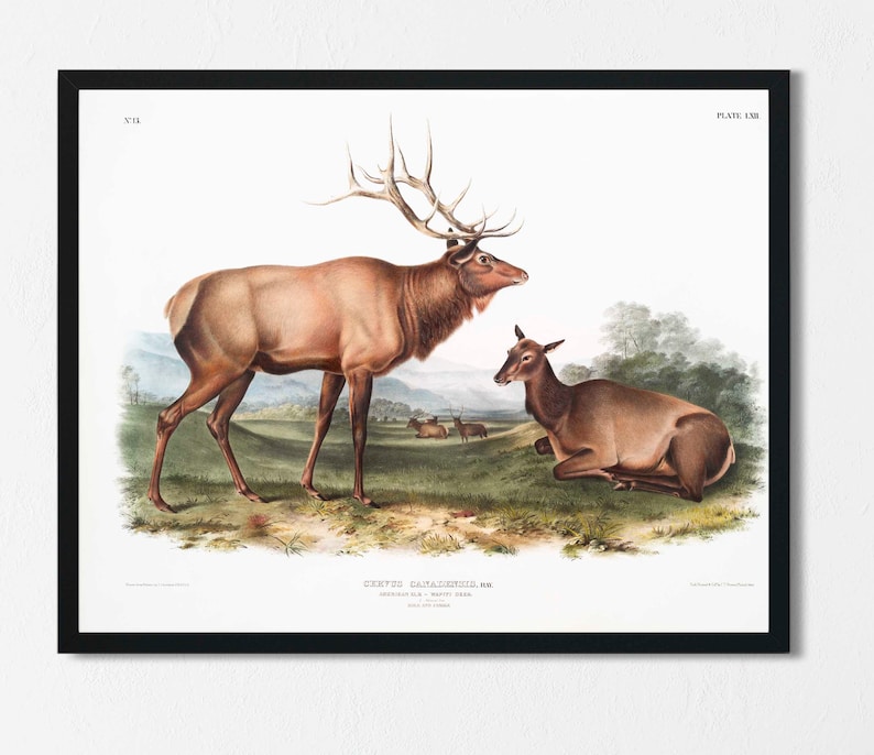 May include: A vintage illustration of an elk and a doe. The elk is standing on a grassy field with its antlers raised. The doe is lying down in the grass. The illustration is in a black frame and has the text "Cervus Canadensis, Elk.  American Elk - Wapiti Deer.  Male and Female." at the bottom.