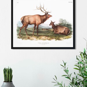 May include: A vintage illustration of a male and female elk, with the male elk having large antlers. The illustration is in a black frame and has the text "PLATE CXIX" in the top right corner and "CERVUS CANADENSIS,  " in the bottom center.