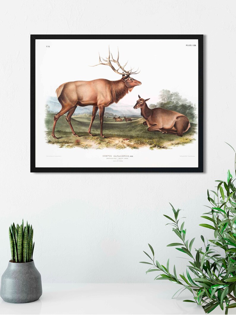 May include: A vintage illustration of a male and female elk, with the male elk having large antlers. The illustration is in a black frame and has the text "PLATE CXIX" in the top right corner and "CERVUS CANADENSIS,  " in the bottom center.