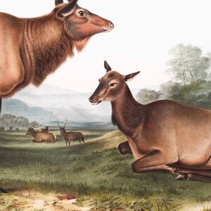 May include: A vintage illustration of a brown and black elk with large antlers standing in a grassy field. A smaller elk is lying down in the foreground. The background features a hazy mountain range and a few trees.