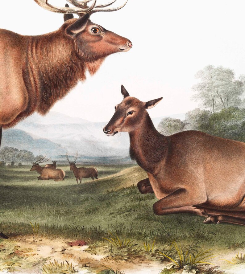 May include: A vintage illustration of a brown and black elk with large antlers standing in a grassy field. A smaller elk is lying down in the foreground. The background features a hazy mountain range and a few trees.