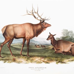 May include: A vintage illustration of a male and female elk, or wapiti deer, standing in a grassy field. The male elk has large antlers and a brown coat. The female elk is lying down and has a smaller, more slender build. The illustration is titled "Cervus Canadensis, Elk. American Elk. Wapiti Deer."