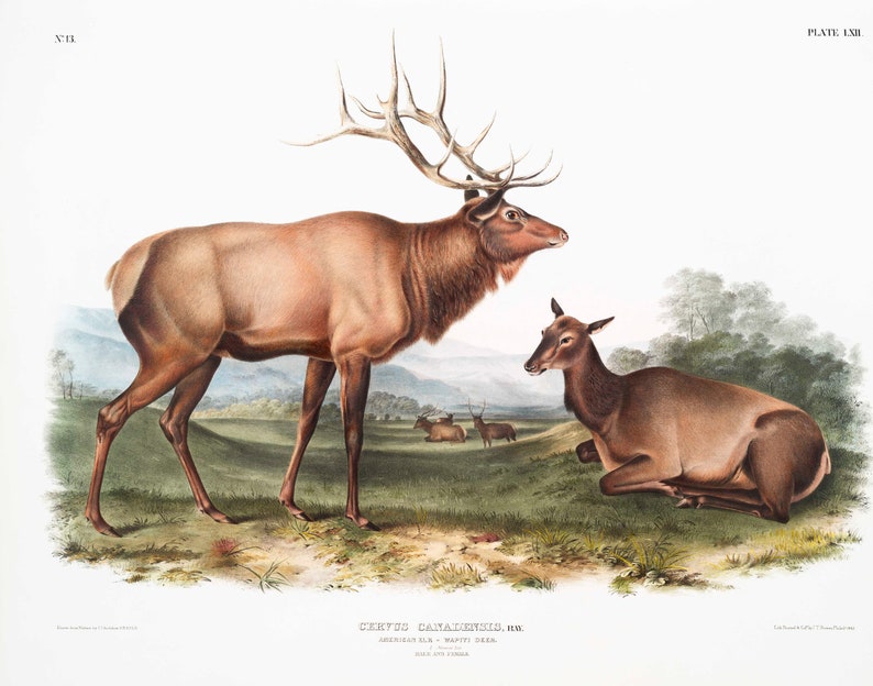 May include: A vintage illustration of a male and female elk, or wapiti deer, standing in a grassy field. The male elk has large antlers and a brown coat. The female elk is lying down and has a smaller, more slender build. The illustration is titled "Cervus Canadensis, Elk. American Elk. Wapiti Deer."