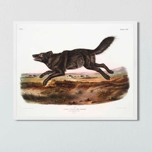 Pode incluir: Uma ilustra&ccedil;&atilde;o vintage de um lobo negro correndo por um campo de grama. O lobo &eacute; retratado em um estilo realista com pelos detalhados e uma express&atilde;o aguda e alerta. A ilustra&ccedil;&atilde;o &eacute; intitulada "Canis Lupus, o Lobo" e &eacute; numerada "No. 118" e "Placa 118".
