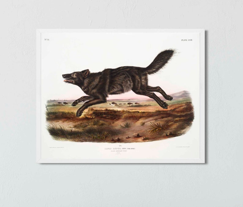 Pode incluir: Uma ilustra&ccedil;&atilde;o vintage de um lobo negro correndo por um campo de grama. O lobo &eacute; retratado em um estilo realista com pelos detalhados e uma express&atilde;o aguda e alerta. A ilustra&ccedil;&atilde;o &eacute; intitulada "Canis Lupus, o Lobo" e &eacute; numerada "No. 118" e "Placa 118".