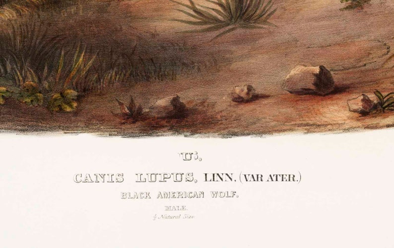 Pode incluir: Uma ilustra&ccedil;&atilde;o vintage de um lobo negro americano, etiquetada "CANIS LUPUS, LINN. (VAR ATER.) BLACK AMERICAN WOLF. MALE. Natural Size."