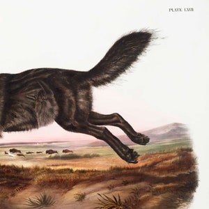 Pode incluir: Um lobo preto correndo atrav&eacute;s de um campo de grama alta. O lobo est&aacute; no ar, com as pernas estendidas e a cauda levantada. O lobo est&aacute; correndo em dire&ccedil;&atilde;o a um grupo de bis&otilde;es &agrave; dist&acirc;ncia. A imagem &eacute; de um livro intitulado "PLATE LXVII."