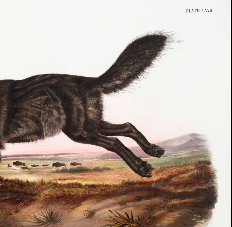Pode incluir: Um lobo preto correndo atrav&eacute;s de um campo de grama alta. O lobo est&aacute; no ar, com as pernas estendidas e a cauda levantada. O lobo est&aacute; correndo em dire&ccedil;&atilde;o a um grupo de bis&otilde;es &agrave; dist&acirc;ncia. A imagem &eacute; de um livro intitulado "PLATE LXVII."