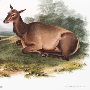 May include: A brown and white elk lying down in a grassy field. The elk is looking to the left of the image. The elk is surrounded by green grass and trees.