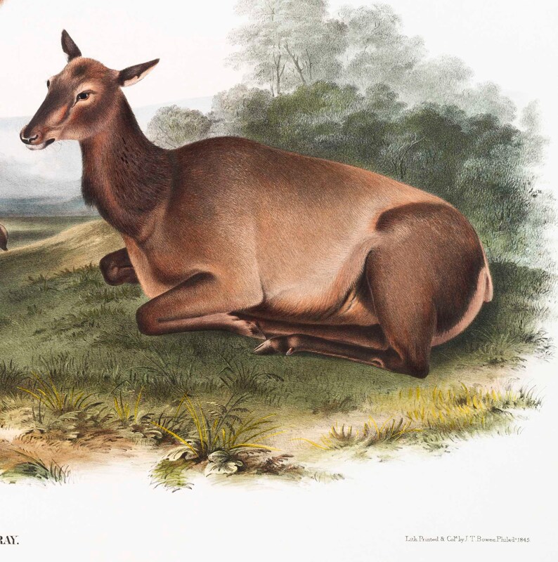 May include: A brown and white elk lying down in a grassy field. The elk is looking to the left of the image. The elk is surrounded by green grass and trees.