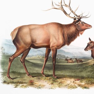 May include: A vintage illustration of a male and female elk, also known as wapiti deer, standing in a grassy field. The male elk has large antlers. The illustration is from a book titled "CERVUS CANADENSIS, RAY. AMERICAN ELK - WAPITI DEER. MALE AND FEMALE."