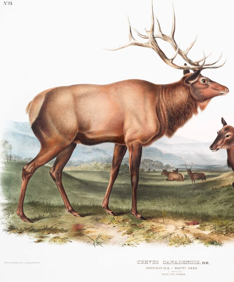 May include: A vintage illustration of a male and female elk, also known as wapiti deer, standing in a grassy field. The male elk has large antlers. The illustration is from a book titled "CERVUS CANADENSIS, RAY. AMERICAN ELK - WAPITI DEER. MALE AND FEMALE."