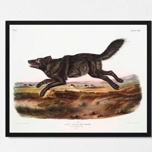 Pode incluir: Uma ilustra&ccedil;&atilde;o vintage de um lobo negro correndo por um campo de grama. O lobo &eacute; retratado em um estilo realista com pelos detalhados e uma express&atilde;o aguda e alerta. A imagem &eacute; intitulada "Canis Lupus,  Loup,  Var.  Atro", e faz parte de uma s&eacute;rie de ilustra&ccedil;&otilde;es de animais.